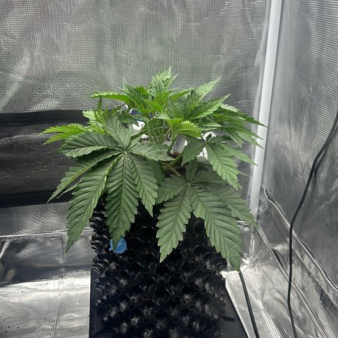 Cookies Gelato 🍪 🍧  growlog timeline photo
