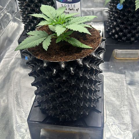 Grape Balls Of Fire 🍇 🎾 growlog timeline photo