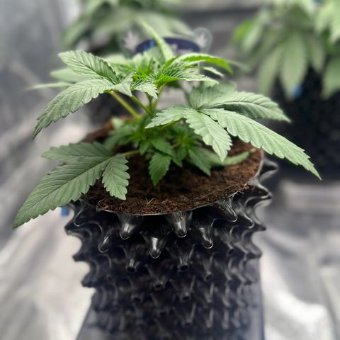 Grape Balls Of Fire 🍇 🎾 growlog timeline photo