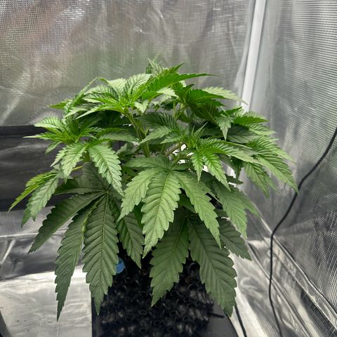 Cookies Gelato 🍪 🍧  growlog timeline photo