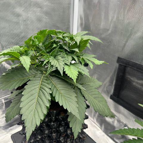 Mimosa x Orange Punch 🍊 🥊 growlog photo: 3 Tops!