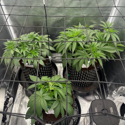 Cookies Gelato 🍪 🍧  growlog timeline photo
