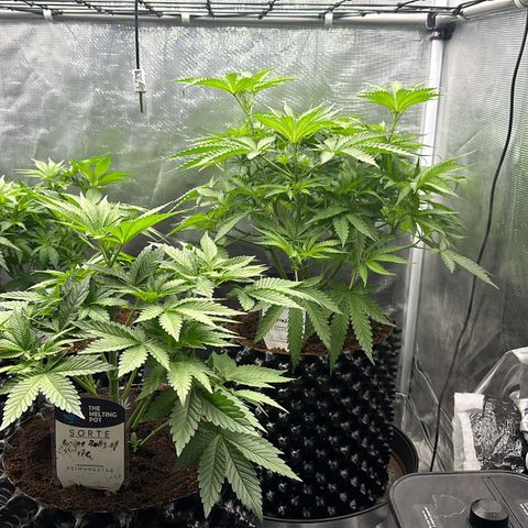 Cookies Gelato 🍪 🍧  growlog timeline photo