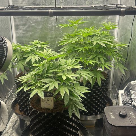 Cookies Gelato 🍪 🍧  growlog timeline photo