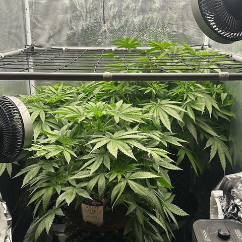 Cookies Gelato 🍪 🍧  growlog timeline photo