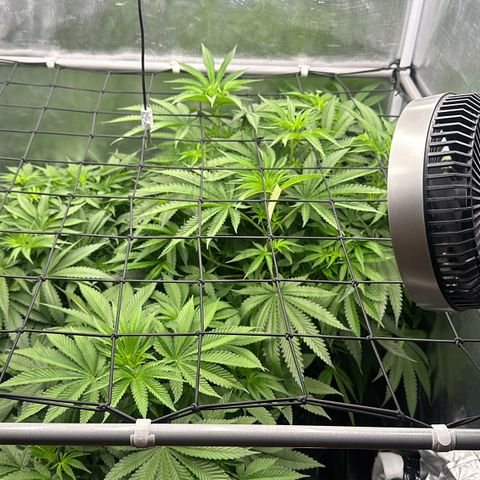 Cookies Gelato 🍪 🍧  growlog timeline photo