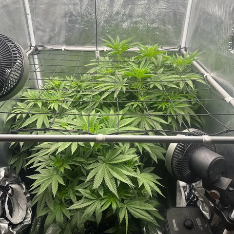Cookies Gelato 🍪 🍧  growlog timeline photo