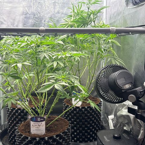 Cookies Gelato 🍪 🍧  growlog timeline photo