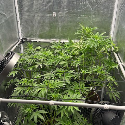 Cookies Gelato 🍪 🍧  growlog timeline photo