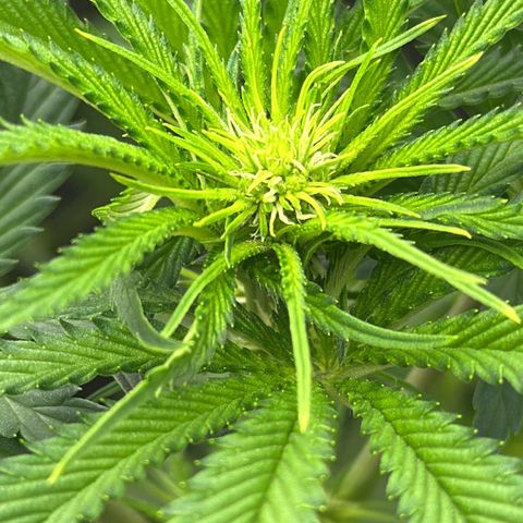 Cookies Gelato 🍪 🍧  growlog timeline photo