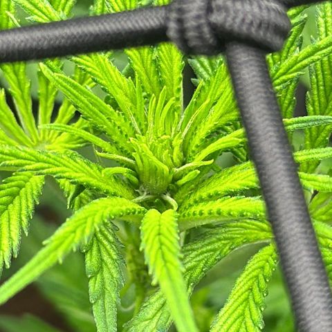 Grape Balls Of Fire 🍇 🎾 growlog timeline photo