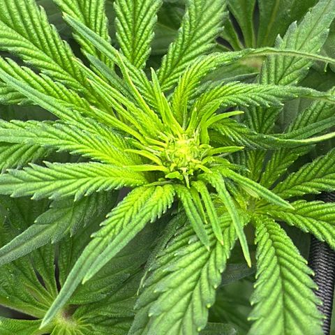 Mimosa x Orange Punch 🍊 🥊 growlog timeline photo