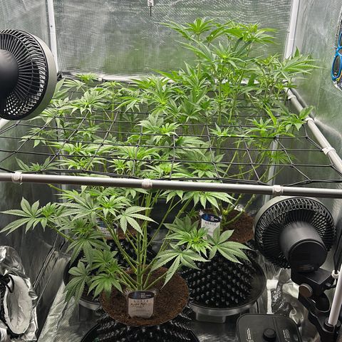 Cookies Gelato 🍪 🍧  growlog timeline photo