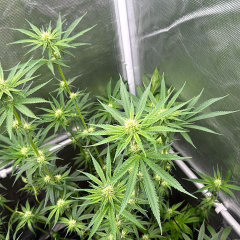 Cookies Gelato 🍪 🍧  growlog timeline photo
