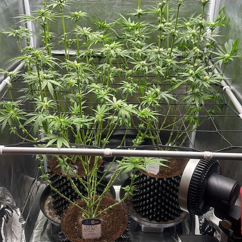 Cookies Gelato 🍪 🍧  growlog timeline photo