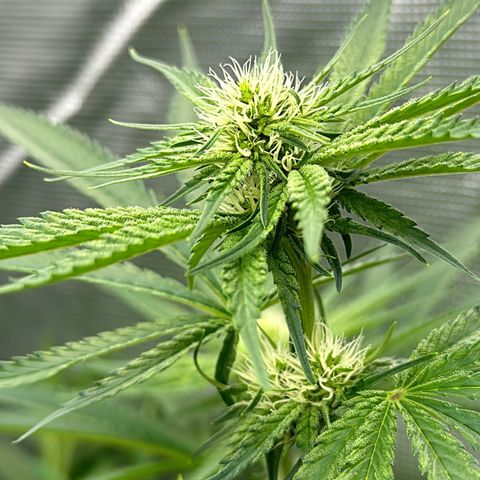 Cookies Gelato 🍪 🍧  growlog timeline photo