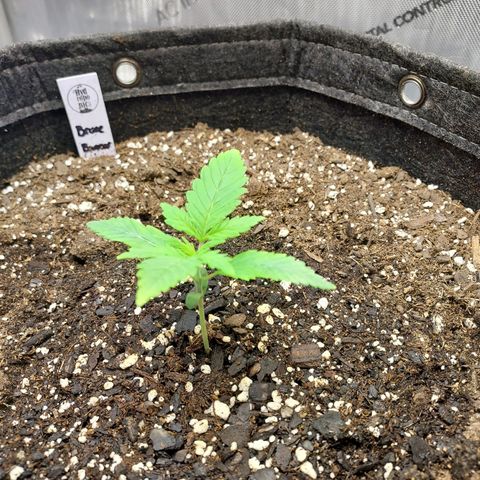 Bruce growlog timeline photo