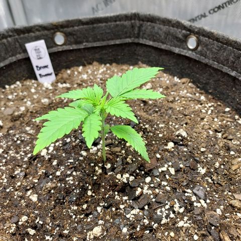 Bruce growlog timeline photo