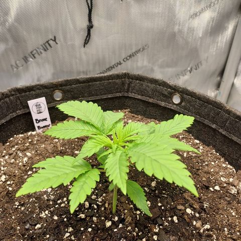 Bruce growlog timeline photo