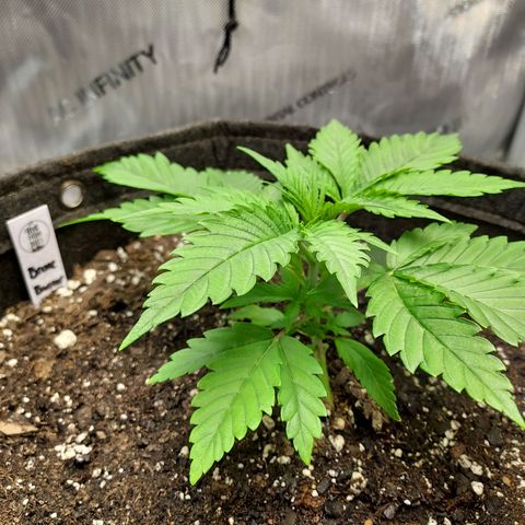Bruce growlog timeline photo