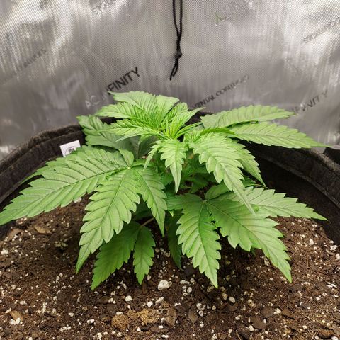 Bruce growlog timeline photo
