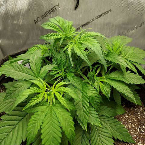 Bruce growlog timeline photo