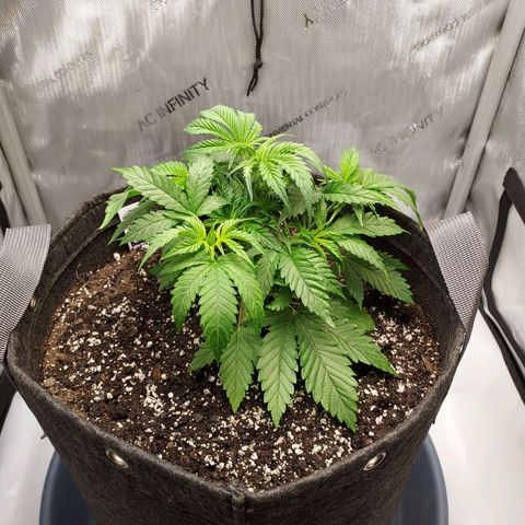 Bruce growlog timeline photo