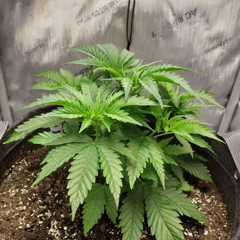 Bruce growlog timeline photo