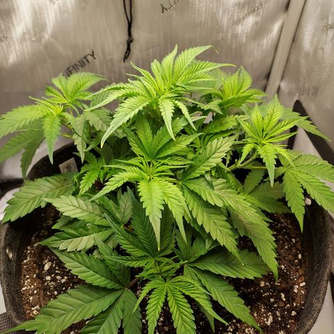 Bruce growlog photo: Light trim