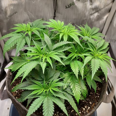 Bruce growlog timeline photo