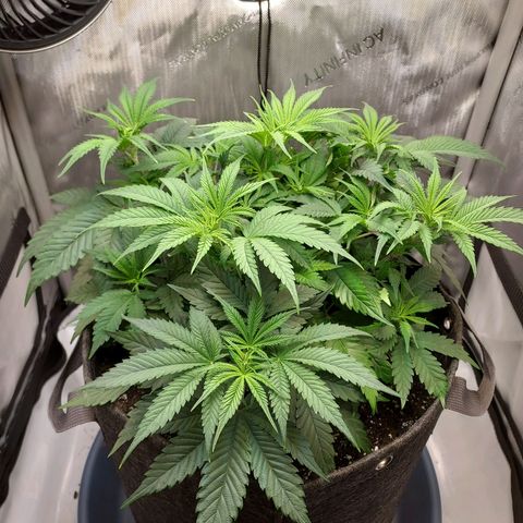 Bruce growlog timeline photo