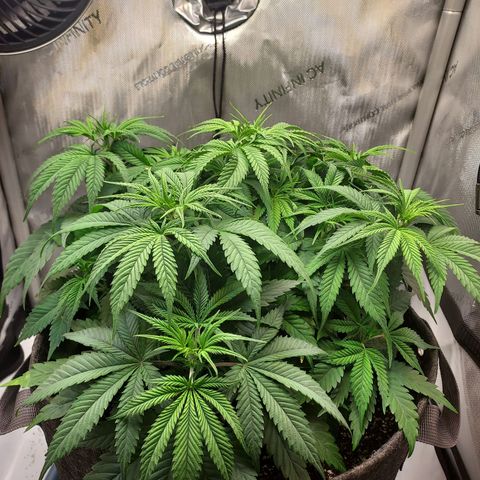 Bruce growlog timeline photo