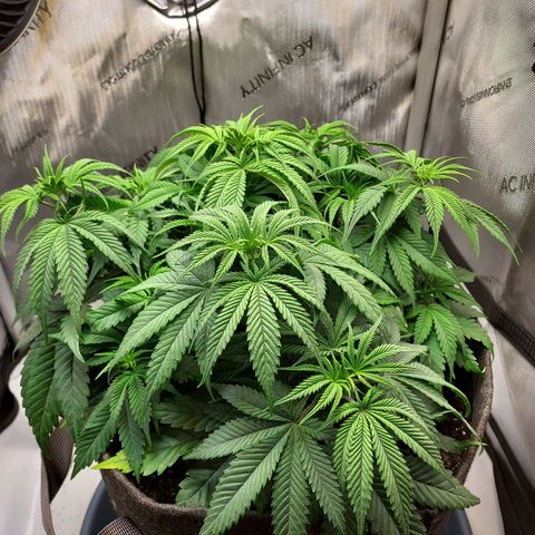 Bruce growlog timeline photo