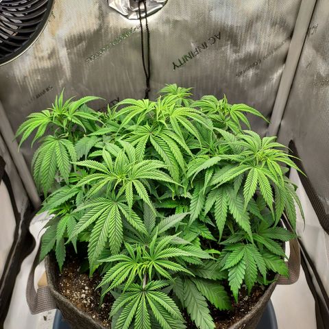 Bruce growlog timeline photo