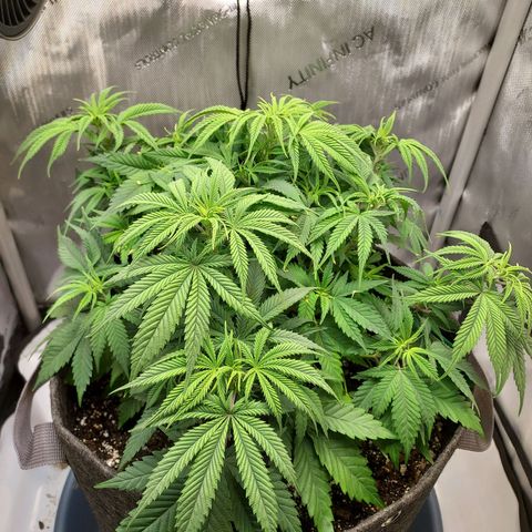 Bruce growlog timeline photo