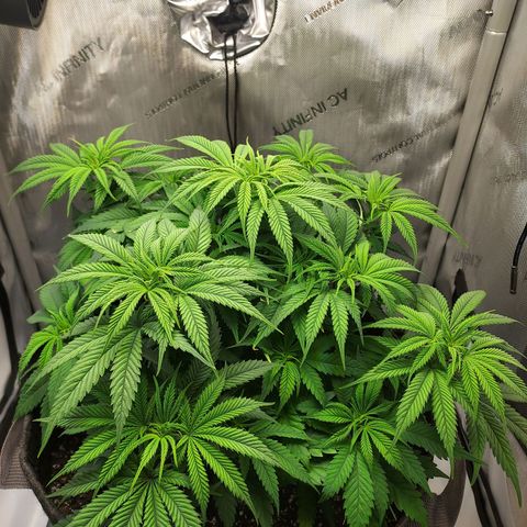 Bruce growlog timeline photo