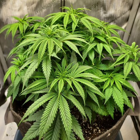 Bruce growlog timeline photo