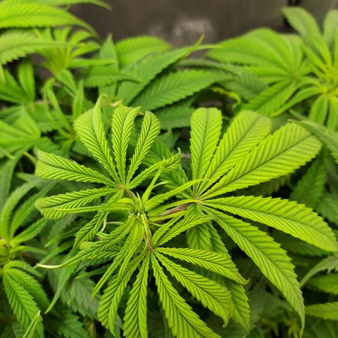 Bruce growlog timeline photo