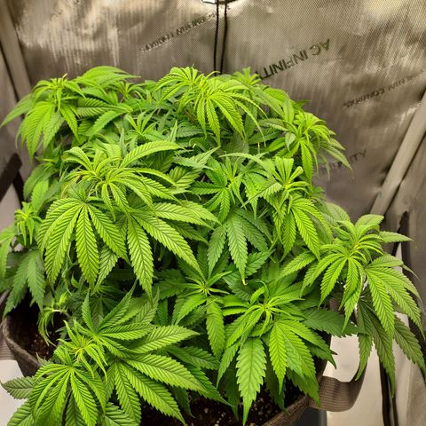 Bruce growlog timeline photo