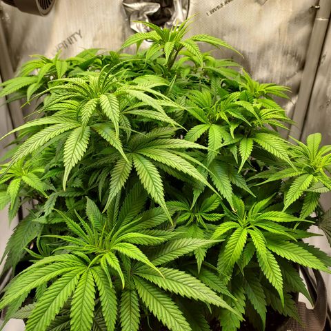 Bruce growlog timeline photo