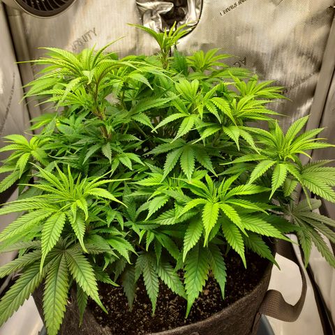 Bruce growlog timeline photo