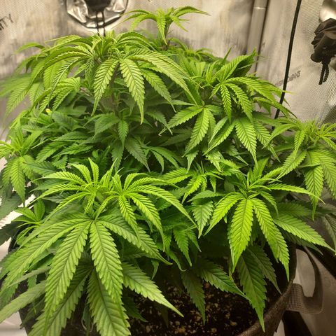 Bruce growlog timeline photo