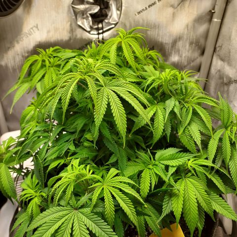 Bruce growlog photo: Happy birthday to the grower