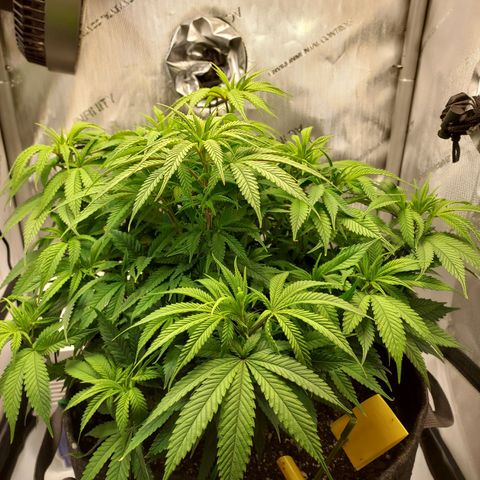 Bruce growlog timeline photo