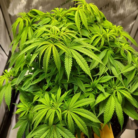 Bruce growlog timeline photo