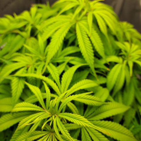 Bruce growlog timeline photo