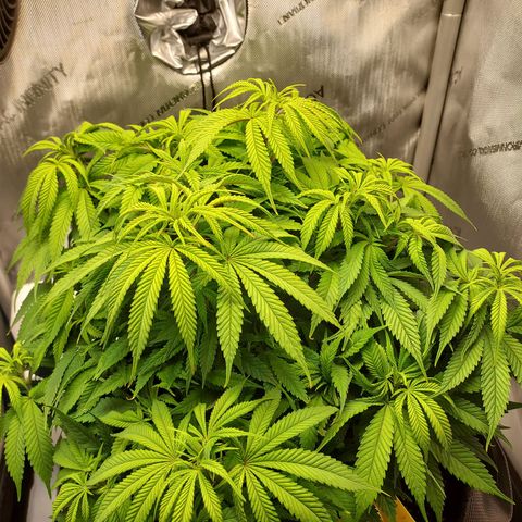 Bruce growlog timeline photo