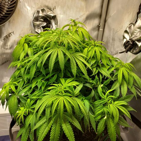 Bruce growlog timeline photo