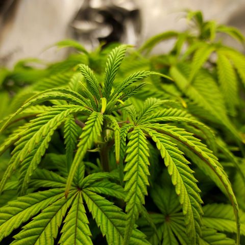 Bruce growlog photo: Signs of Flowering