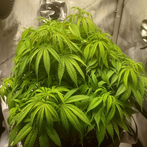 Bruce growlog timeline photo